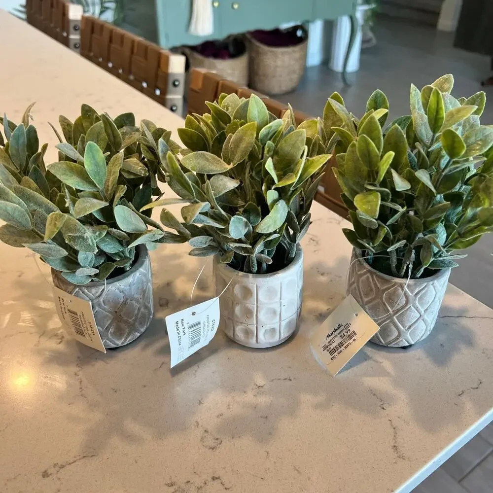 NWT 3 small plants